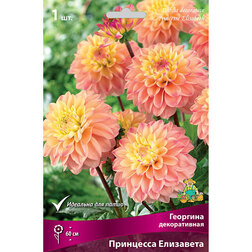 ������ ������ �������� ������������ ��������� ��������� (1 ��.)   ����