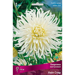 ������ ������ �������� ���������� ���� ���� (1 ��.)   ����