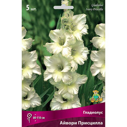 ������ ������ ��������� ��������������� ������ ��������� (5 ��.)   ����