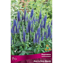 ������ ������ �������� ���������� ����� ��� ����   ����