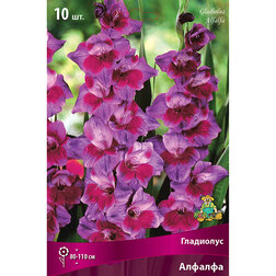 ������ ������ ��������� ��������������� ������� (10 ��.)   ����