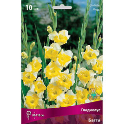 ������ ������ ��������� ��������������� ����� (10 ��.)   ����