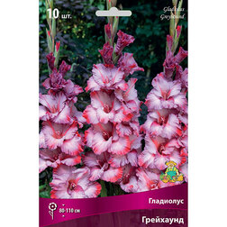 ������ ������ ��������� ��������������� ��������� (10 ��.)   ����