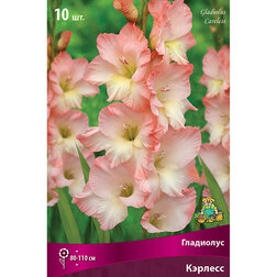 ������ ������ ��������� ��������������� ������� (10 ��.)   ����