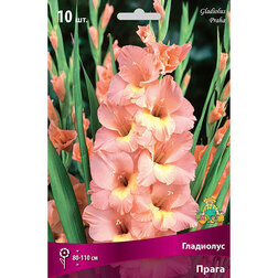 ������ ������ ��������� ��������������� ����� (10 ��.)   ����