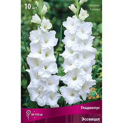 ������ ������ ��������� ��������������� ������� (10 ��.)   ����