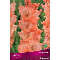 ������ ������ ��������� ������� (5 ��.) (����� ���� �������)   ����