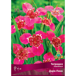 ������ ������ �������� �������� ����-���� (10 ��.)   ����