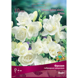 ������ ������ ������ ��������� �������� ���� (10 ��.)   ����