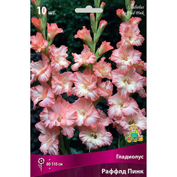 ������ ������ ��������� ������������� ������ ���� (10 ��.)   ����