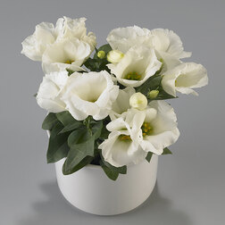 ������ ������ ������� ������ ������ (1��-1000�����) ���������������� ������   ����