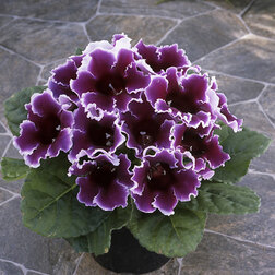 ������ ������ ��������� ������� ��� ������ (��-1000 �����)   ����