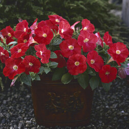 ������ ������ ������� ��������� �������� ������� (1��-1000��)   ����