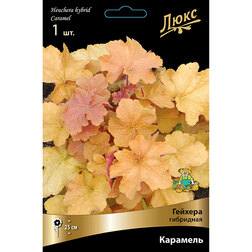 ������ ������ ������� ��������� ��������   ����