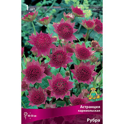 ������ ������ ��������� ������������ �����   ����