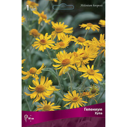 ������ ������ �������� ������� ����   ����