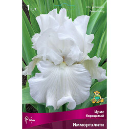 ������ ������ ���� ��������� �����������   ����