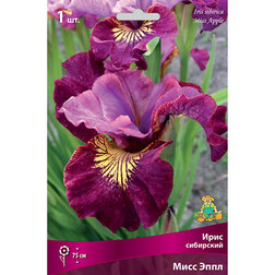 ������ ������ ���� ��������� ���� ����   ����