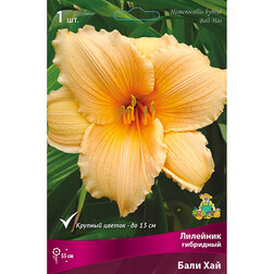 ������ ������ �������� ��������� ���� ���   ����