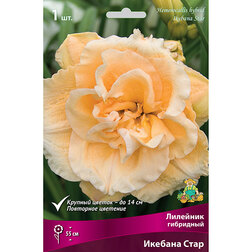 ������ ������ �������� ��������� ������� ���� *   ����