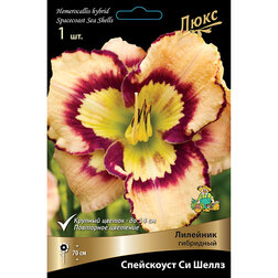 ������ ������ �������� ��������� ���������� �� ����� *   ����