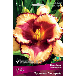 ������ ������ �������� ��������� �������� �������� *   ����