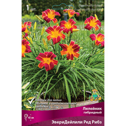 ������ ������ �������� ��������� ������������ ��� ����   ����