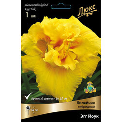 ������ ������ �������� ��������� ��� ���� *   ����