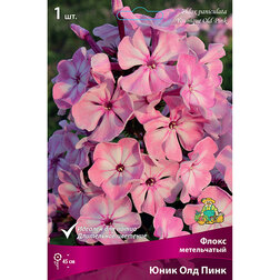 ������ ������ ����� ����������� ���� ��� ����   ����