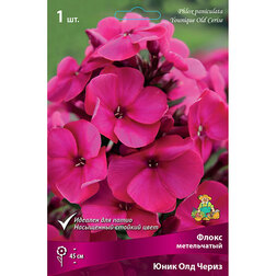 ������ ������ ����� ����������� ���� ��� �����   ����