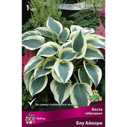 ������ ������ ����� ��������� ��� ������   ����