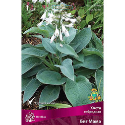 ������ ������ ����� ��������� ��� ����   ����