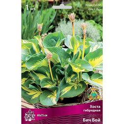 ������ ������ ����� ��������� ��� ���   ����