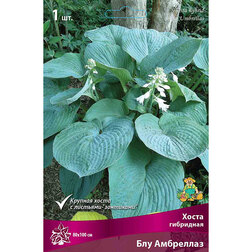 ������ ������ ����� ��������� ��� ���������   ����