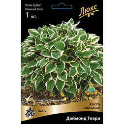 ������ ������ ����� ��������� ������� ����� *   ����