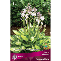 ������ ������ ����� ��������� ������ ����   ����