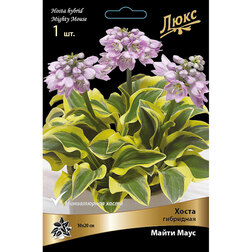 ������ ������ ����� ��������� ����� ����   ����