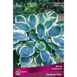 ������ ������ ����� ��������� ������� ����   ����