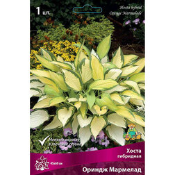 ������ ������ ����� ��������� ������ ��������   ����