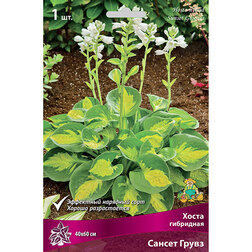 ������ ������ ����� ��������� ������ �����   ����