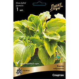 ������ ������ ����� ��������� ������� *   ����