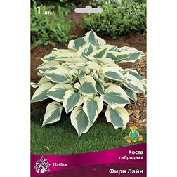 ������ ������ ����� ��������� ���� ����   ����