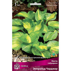 ������ ������ ����� ��������� �������� �������   ����