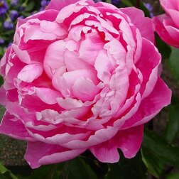 ������ ������ ����� ����������� ��������   ����