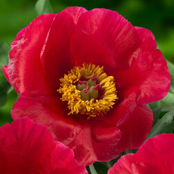 ������ ������ ���� ����������� �����   ����