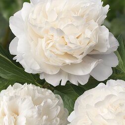 ������ ������ ����� ����������� ����� ���   ����