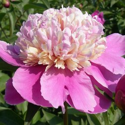 ������ ������ ����� ����������� ���� ������   ����