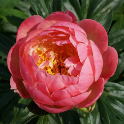 ������ ������ ���� ����������� ����� ���   ����