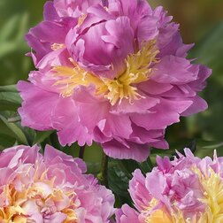 ������ ������ ���� ����������� �����   ����