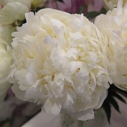 ������ ������ ����� ����������� ���� ������   ����